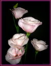 Eustoma Grandiflorum